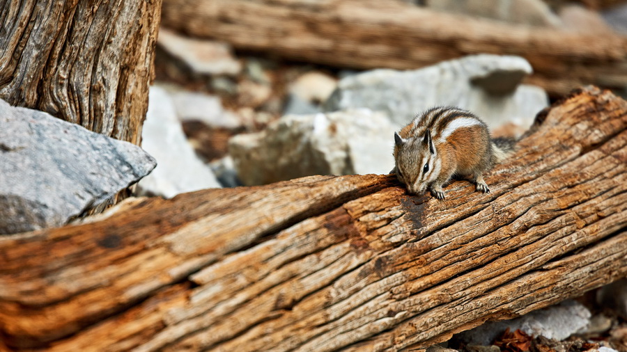 327_NE_Great_Basin_National_Park_resize