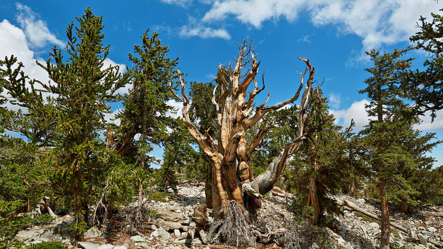 329_NE_Great_Basin_National_Park_resize