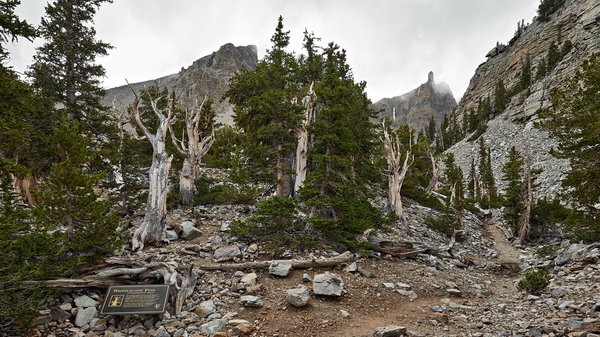 335_NE_Great_Basin_National_Park_resize