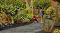 082_311_Jardin_de_Cactus_resize