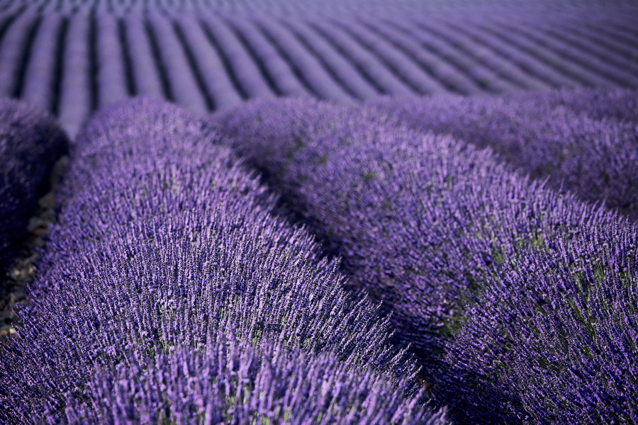 007_002_Plateau_de_Valensole_resize