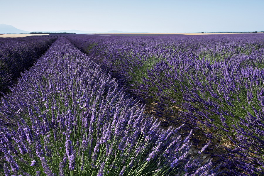 008_006_Plateau_de_Valensole_resize