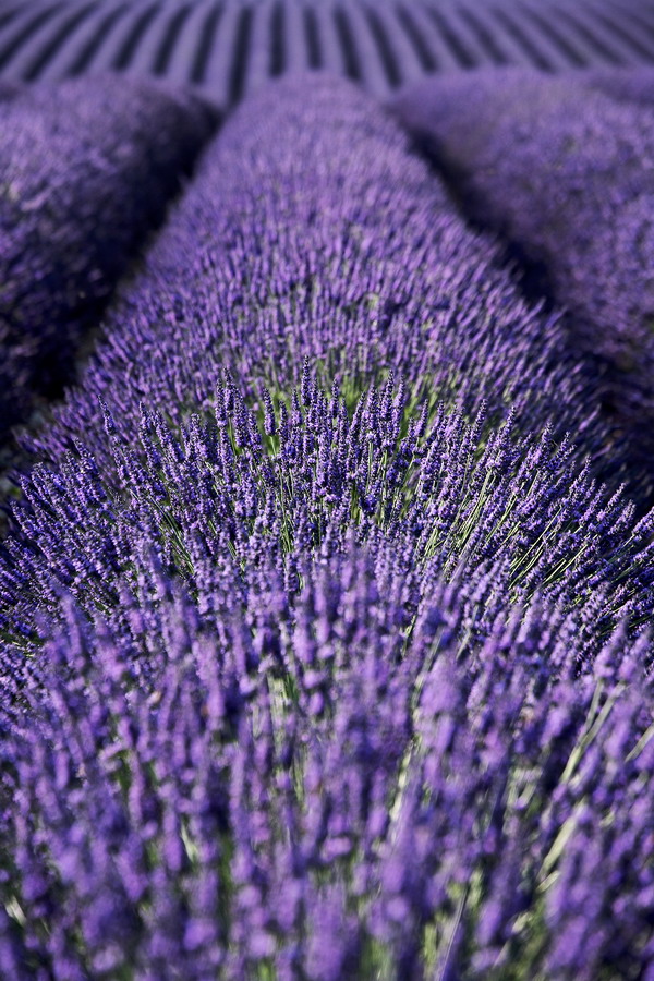 009_004_Plateau_de_Valensole_resize