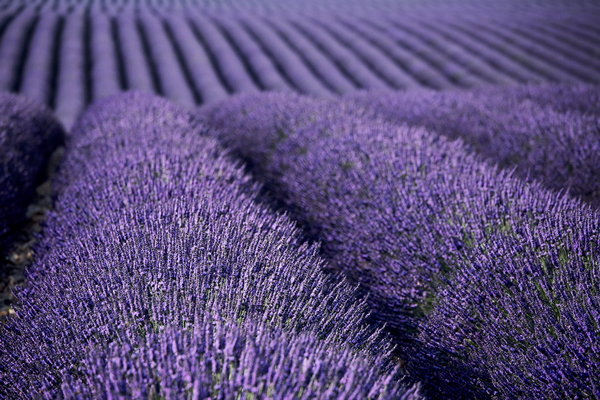 007_002_Plateau_de_Valensole_resize