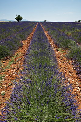 010_036_Plateau_de_Valensole_resize