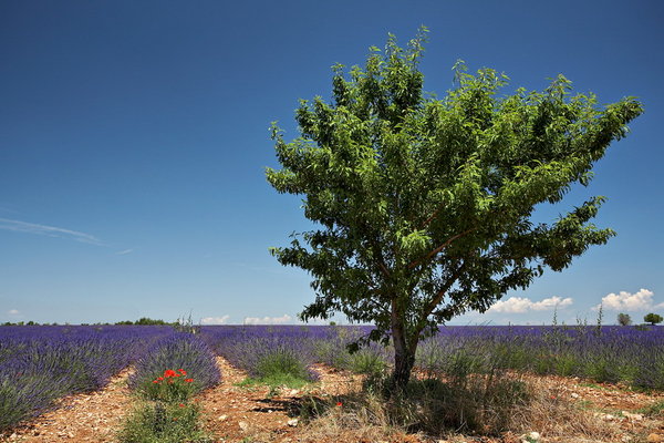 011_035_Plateau_de_Valensole_resize