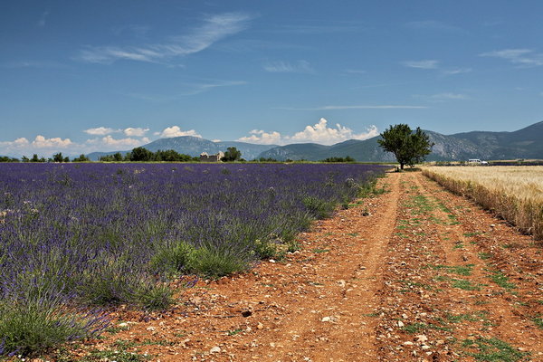 012_034_Plateau_de_Valensole_resize