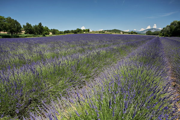 014_038_Plateau_de_Valensole_resize