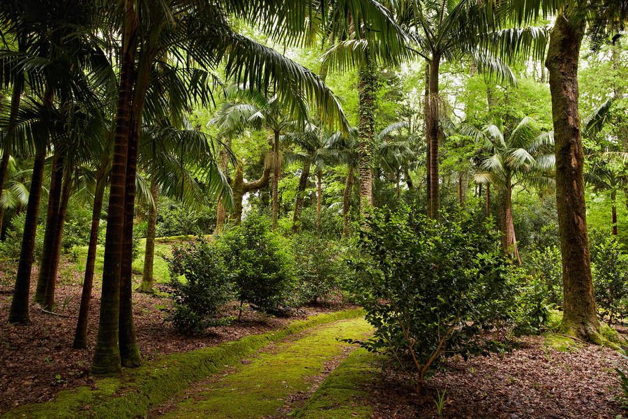 090_Furnas_Terra_Nostra_Gardens