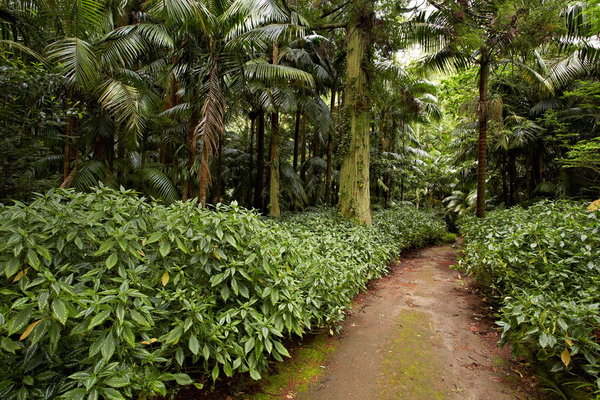 088_Furnas_Terra_Nostra_Gardens