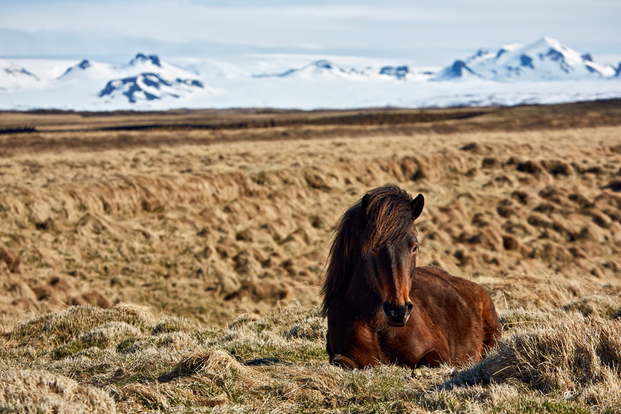 041_081_Horse_resize