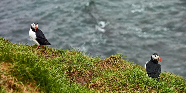 042_237_Puffins_resize