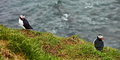 042_237_Puffins_resize