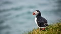 043_240_Puffins_resize