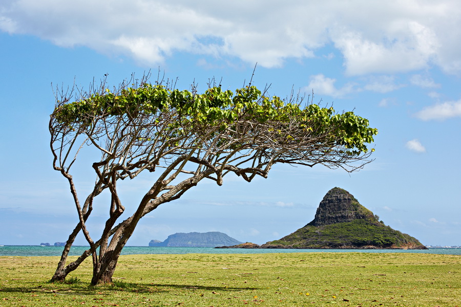 03-047_Oahu