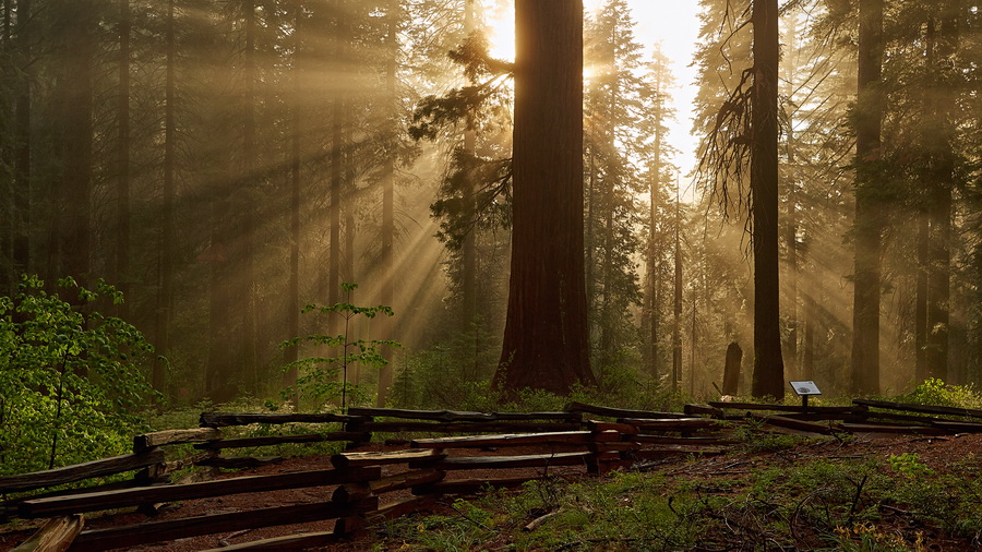 142_Yosemite_Tuolumne_Grove_Trail_resize