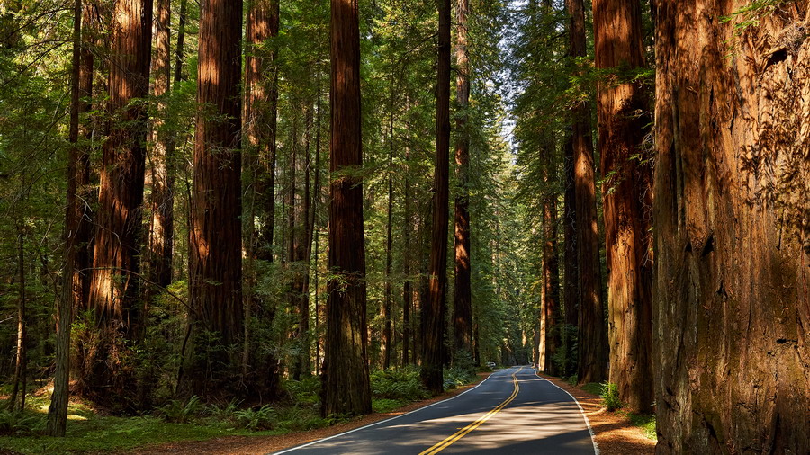 333_CA_Humboldt_Redwoods_State_Park_Avenue_of_the_Giants_resize