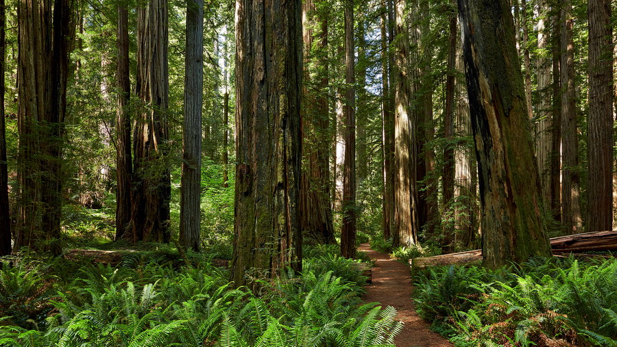 677_Jedediah_Smith_Redwoods_State_Park_resize