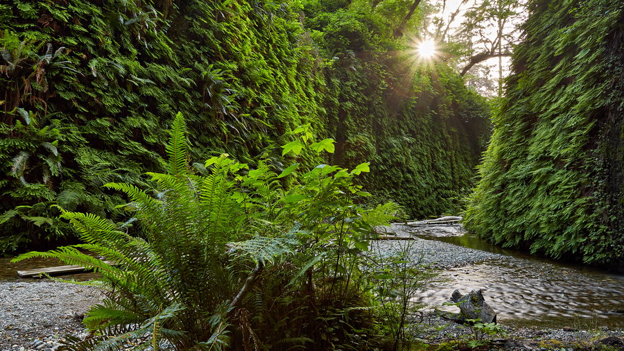 720_Prairie_Creek_Redwoods_State_Park_Fern_Canyon_resize