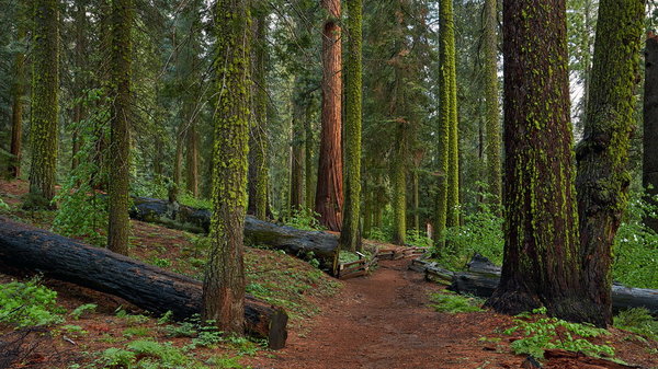 144_Yosemite_Tuolumne_Grove_Trail_resize