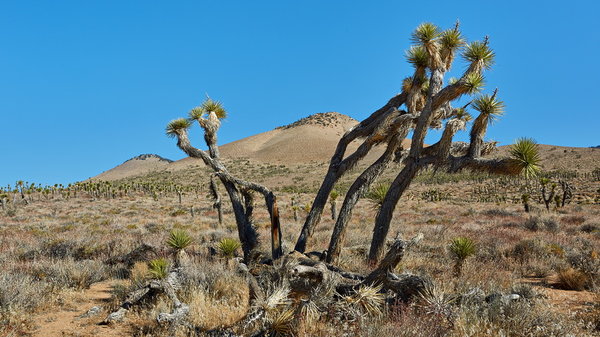 360_Joshua_Trees_Next_To_The_Road_resize