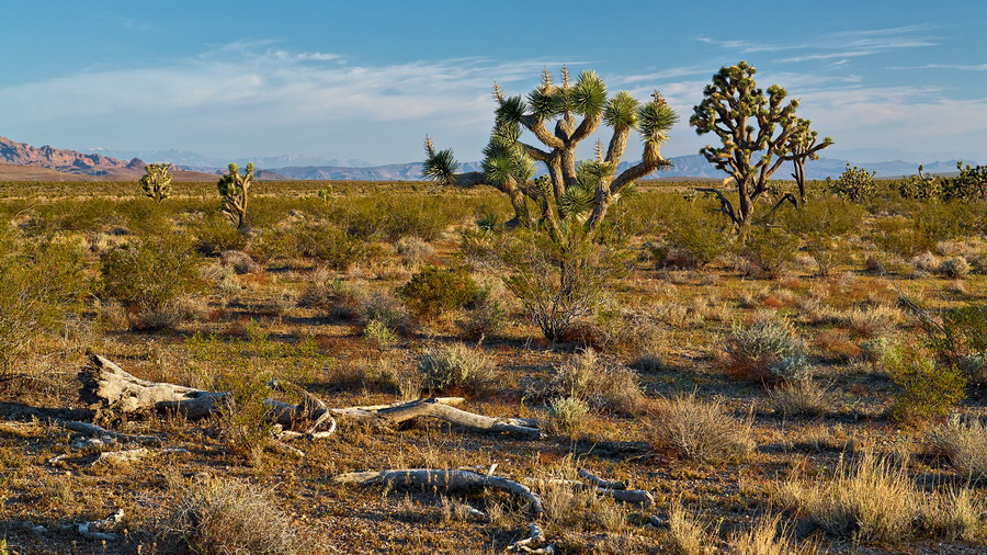 Joshua-Tree-Scenic-Parkway_IMG_6400_resize